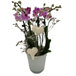 Blumen_Buchegger_Orchidee_mit_Topf_800x800